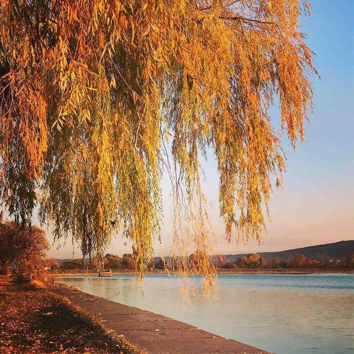 autumn