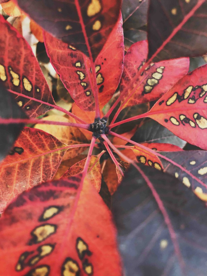 Spots on leaves