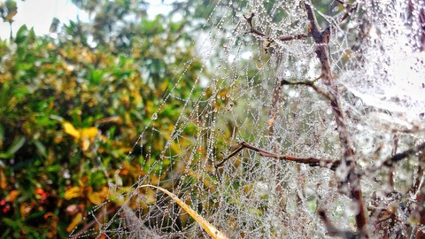 Dew on spider web