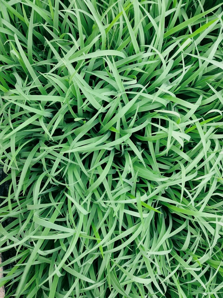 grass
