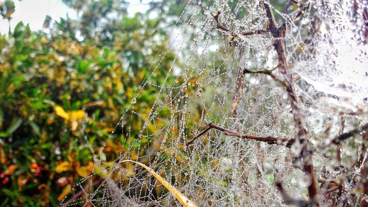 Dew on spider web