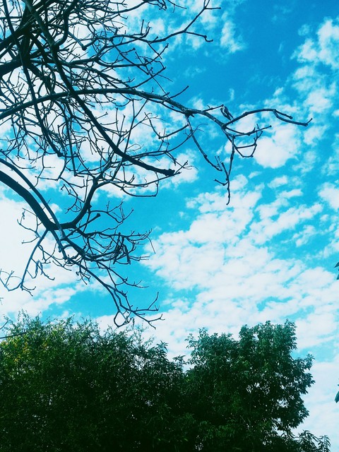 Ramas
