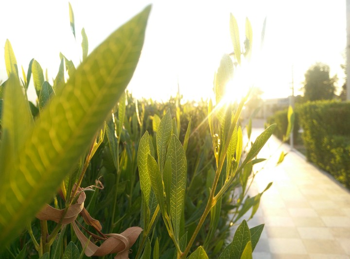 sun light