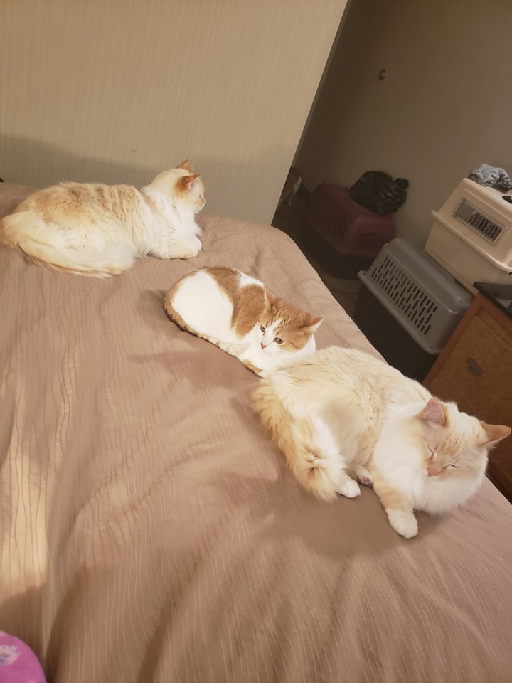 cats