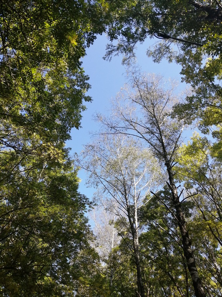 осенняя прогулка