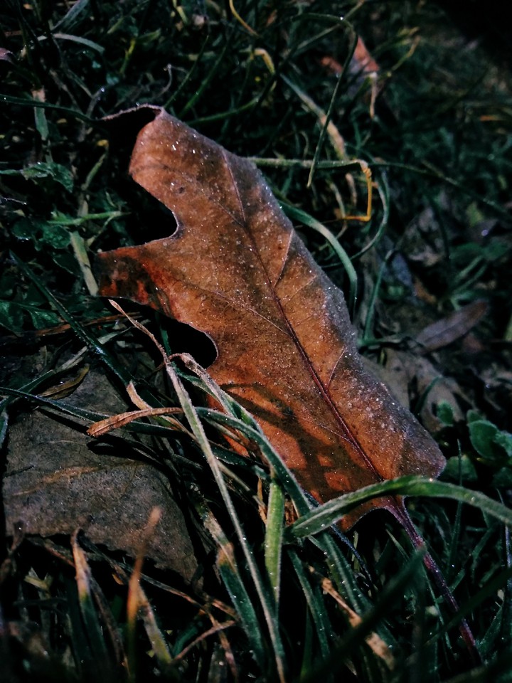 a leaf covered with hoar-frost