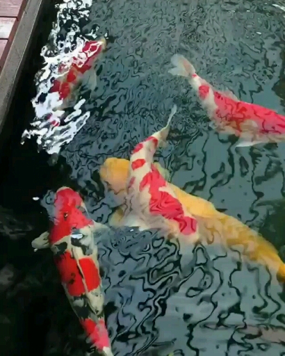 koi