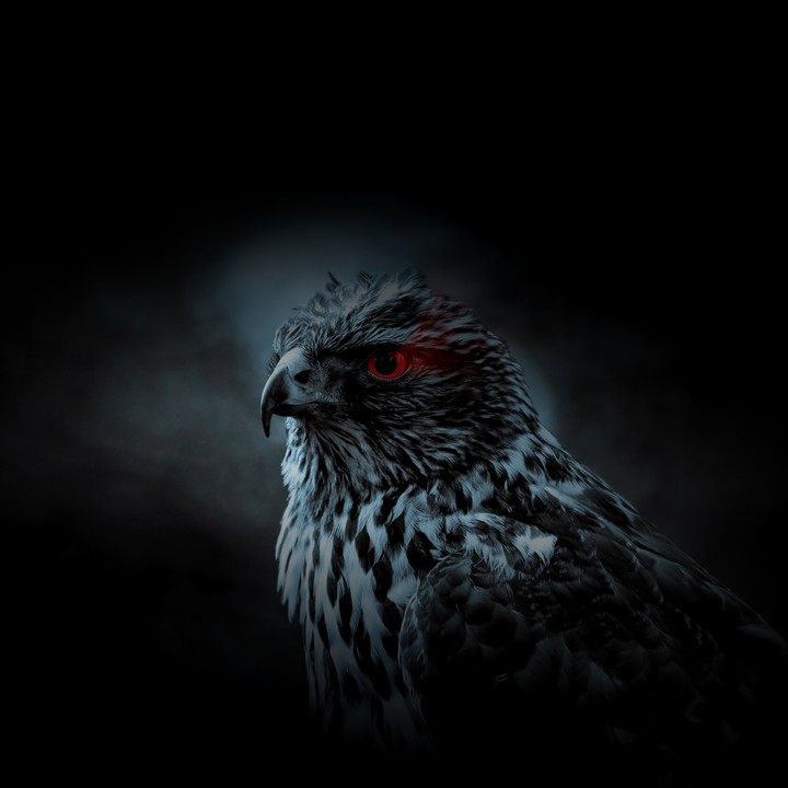 hawk