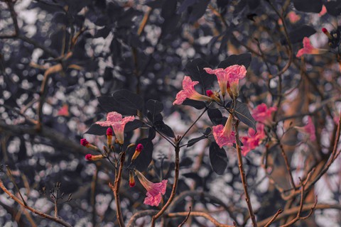 black spring