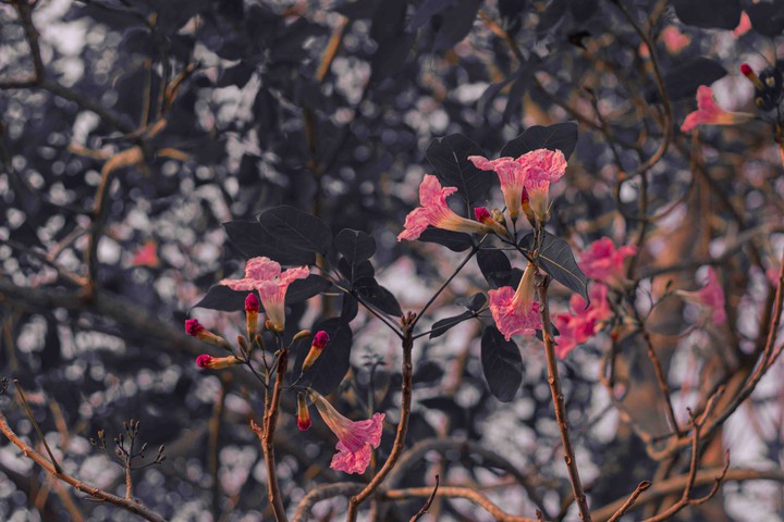 black spring