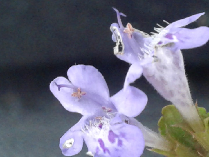 what flower is this