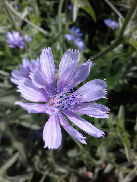 purple flower