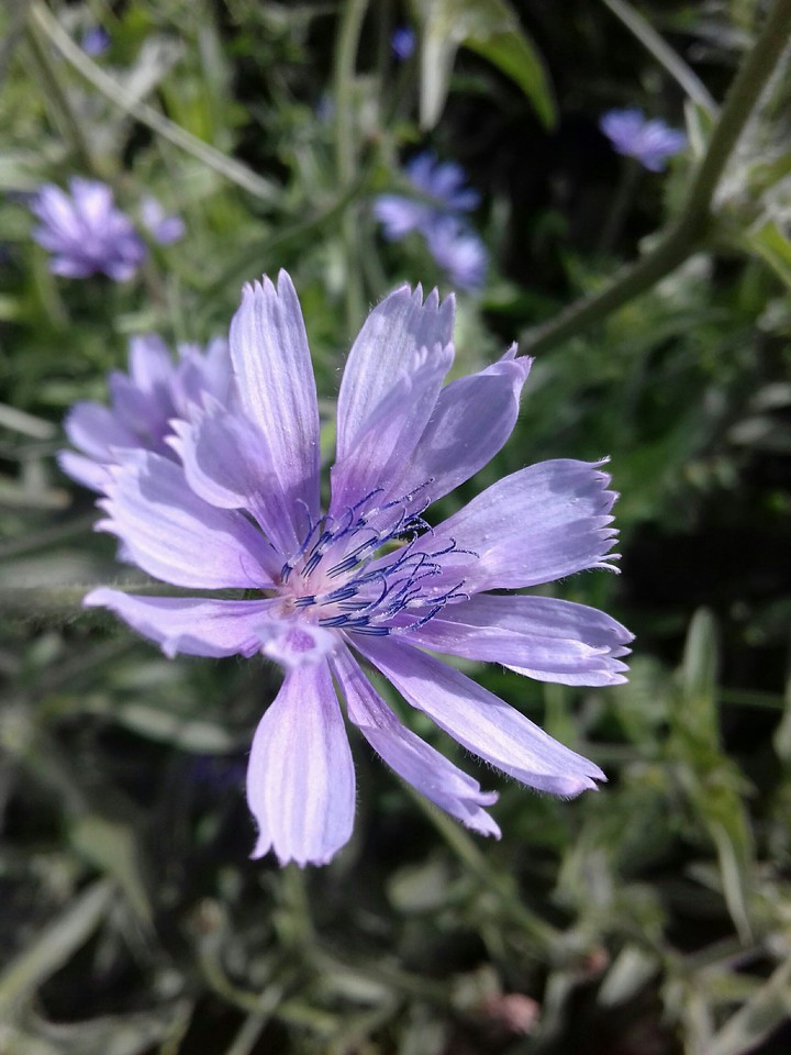 purple flower