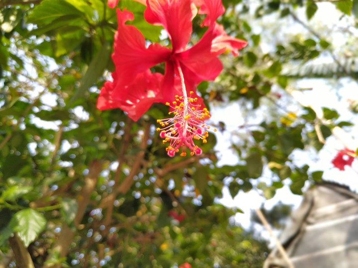 red
