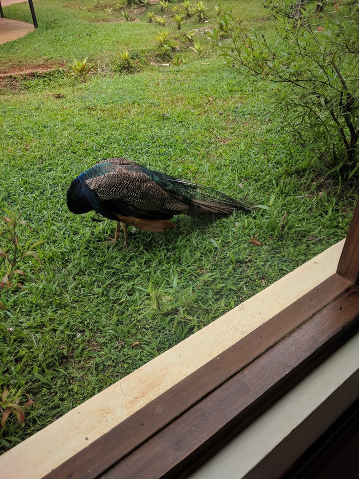 peacock