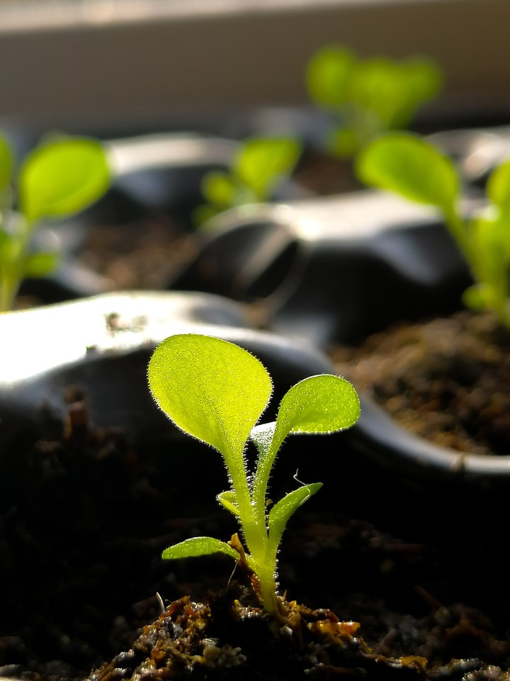 Seedlings