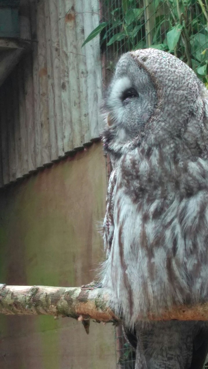 owl