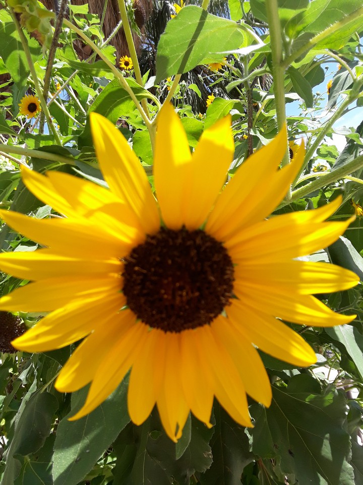 Girasol