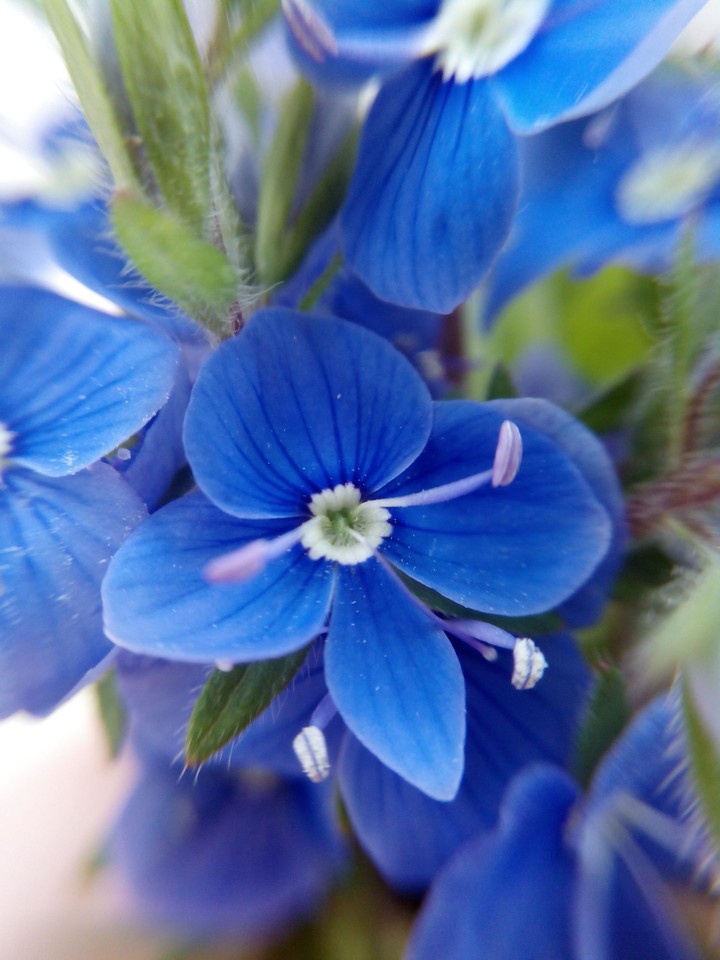 My favourite colour