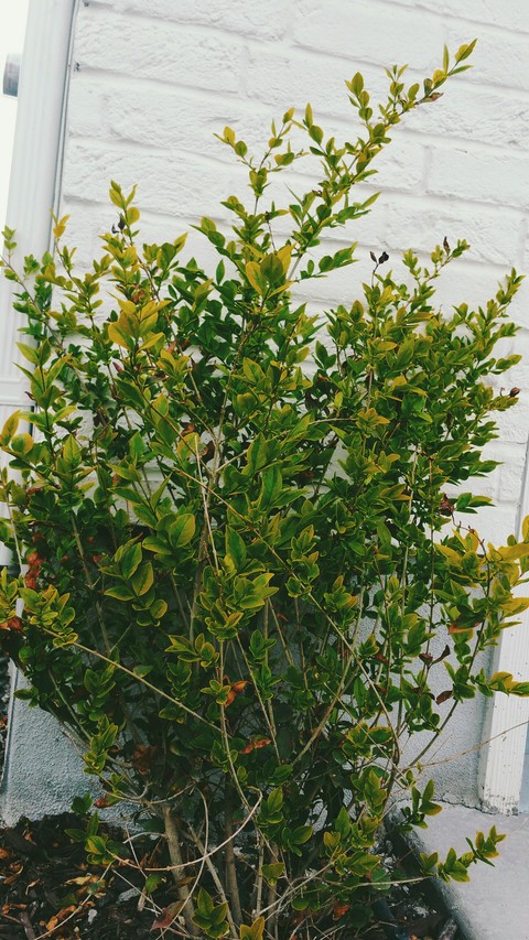 Bush