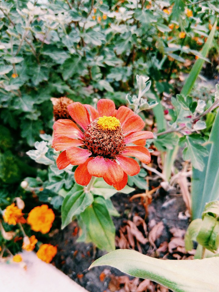 Flower