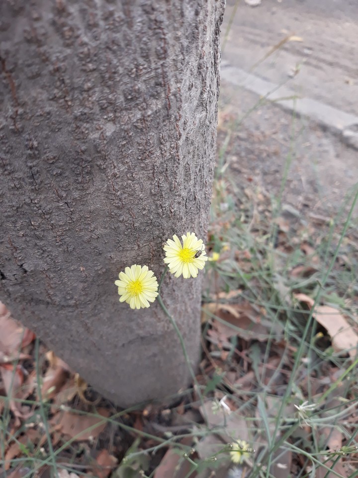flower and tree.