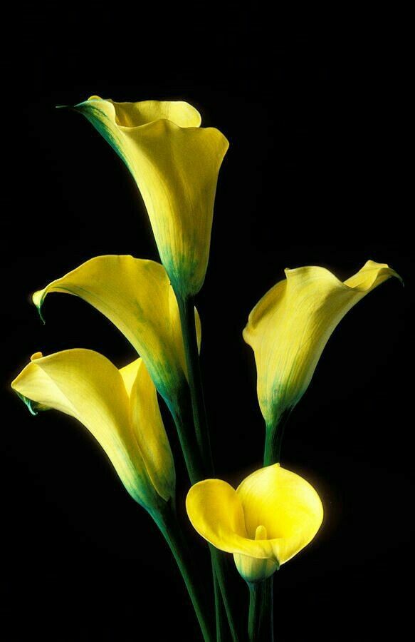 Arum