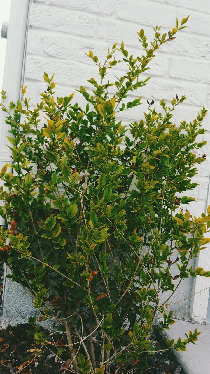 Bush