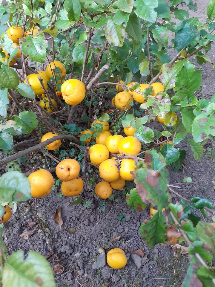 Autumn ,Lithuanian,,lemon"