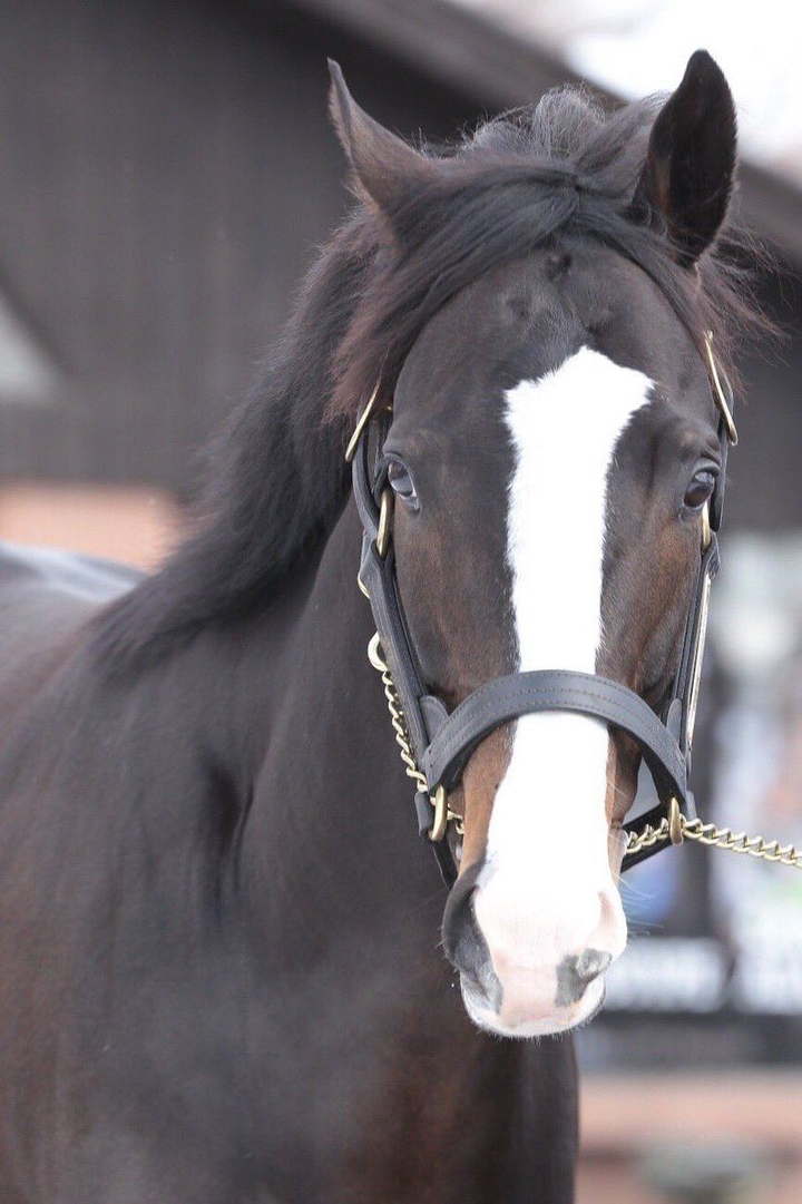 Special horse