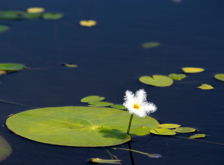 lonely flower