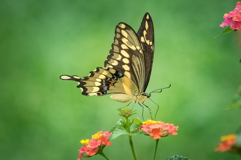 fondos de pantalla insect, invertebrate