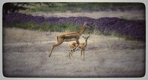 deer s