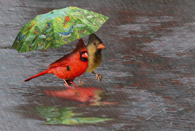 "Thank God you remembered your umbrella!"
