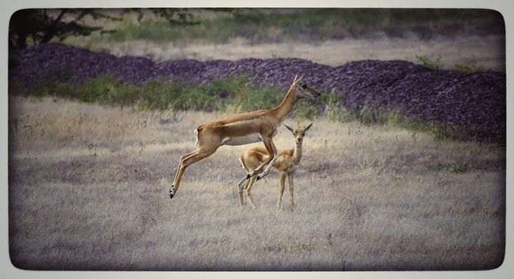 deer s