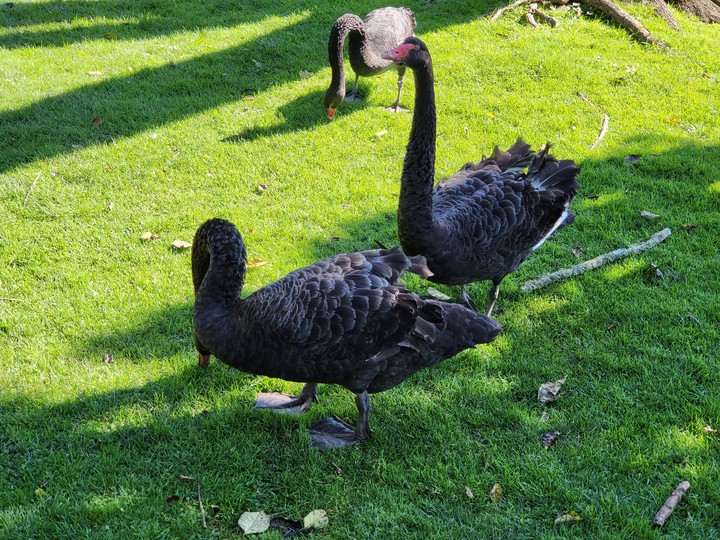 Western Springs Lakeside Park, Auckland, New Zealand