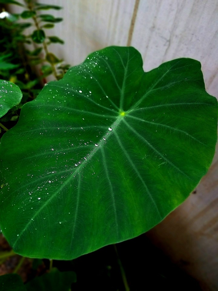 pearls leaf