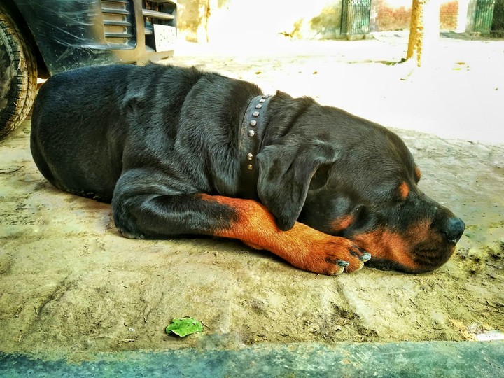 Killer Rottweiler