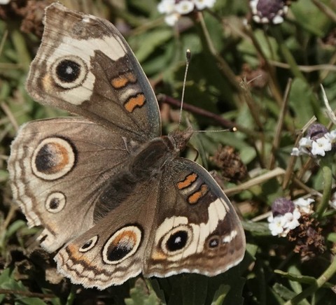 шпалери butterfly, lepidoptera