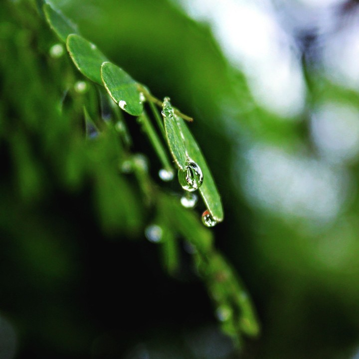 water drops
