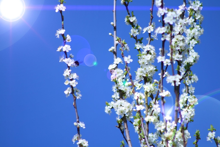 Kirschblüten