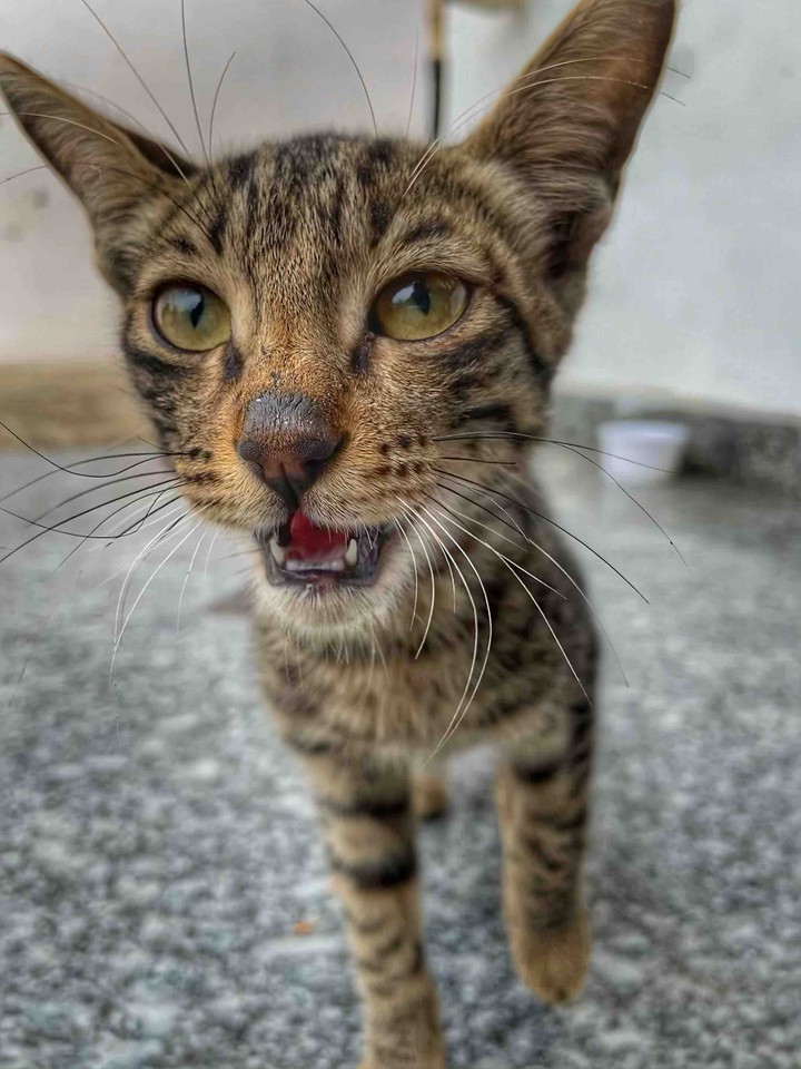 meow
