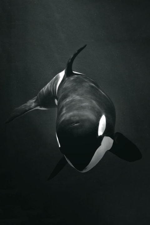 whale, mammal wallpapers