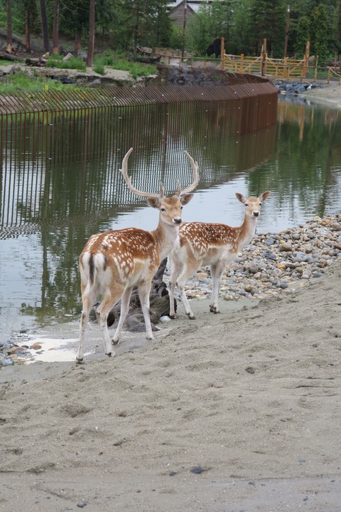 Pairi Daiza
