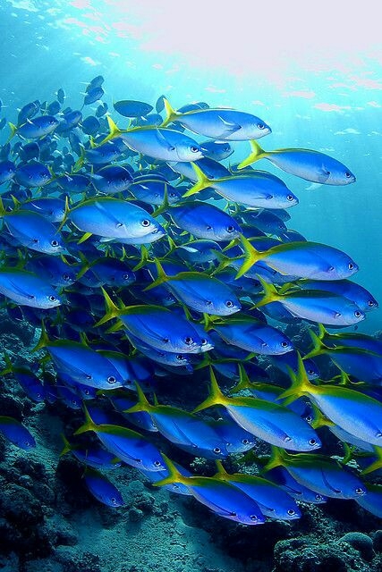 Underwater life