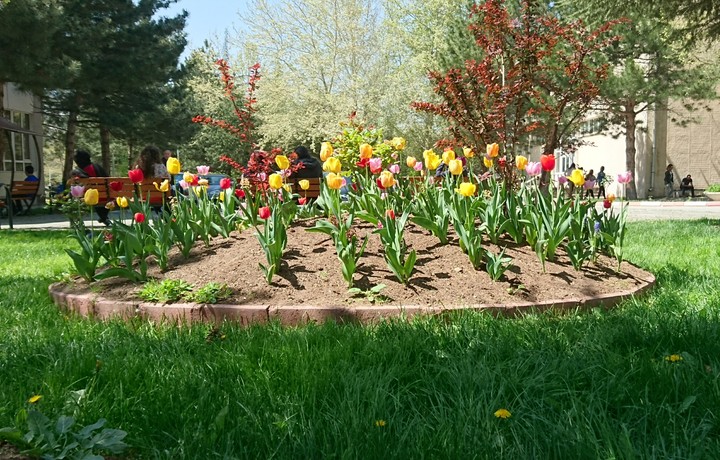Tulip