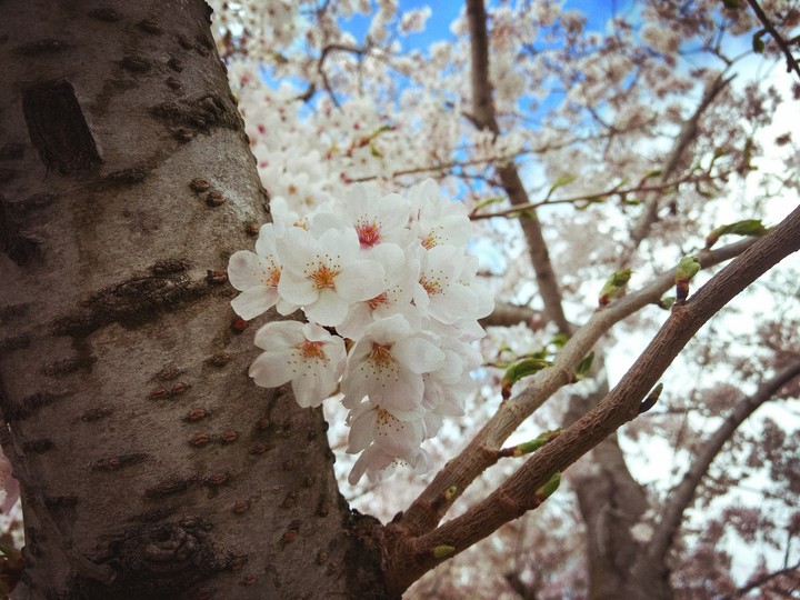 Blossom