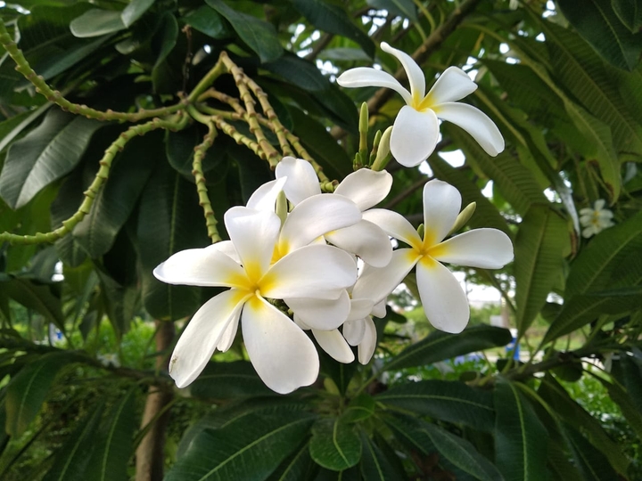 spring