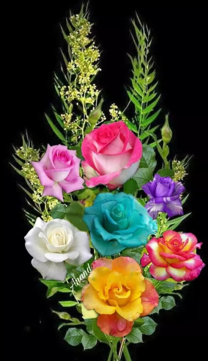 Rose