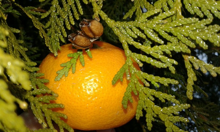 orange